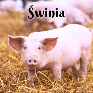 Świnia