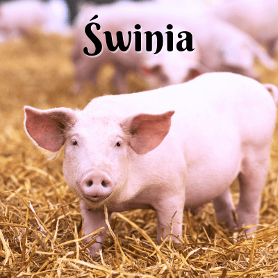 Świnia