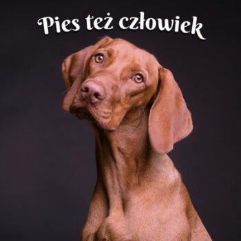 pies też człowiek wiersz