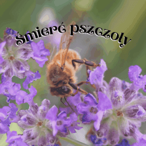 Śmierć pszczoły wiersz