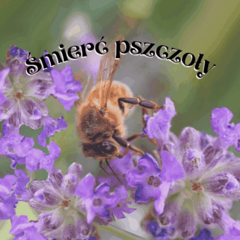Śmierć pszczoły wiersz