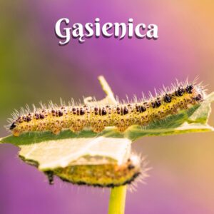 gąsienica wiersz