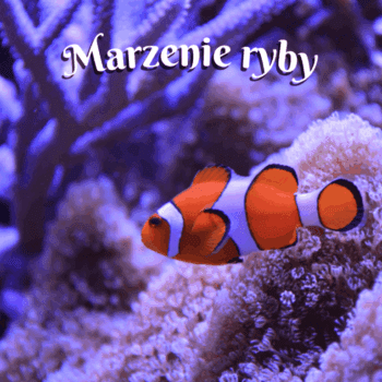 marzenie ryby wiersz