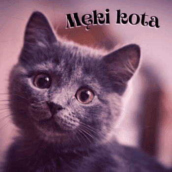 męki kota wiersz