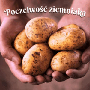 poczciwość ziemniaka wiersz