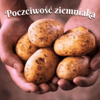 poczciwość ziemniaka wiersz
