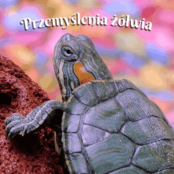 przemyślenia żółwia wiersz