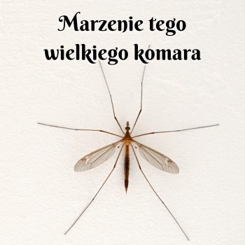 marzenie tego wielkiego komara opowiadanie