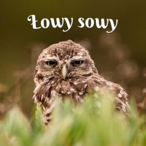 Łowy sowy bajka