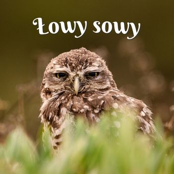 Łowy sowy bajka
